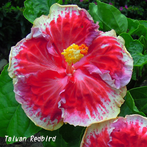 Taiwan Redbird